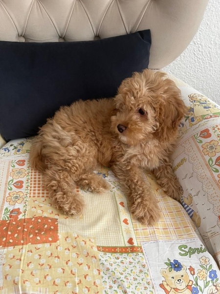 Maltese, Köpek  Tarçın fotoğrafı