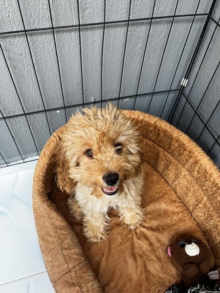 Maltese, Köpek  Tarçın fotoğrafı