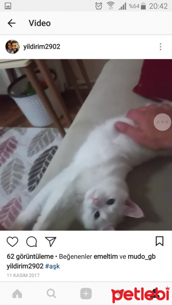 Van Kedisi, Kedi  Pamuk fotoğrafı