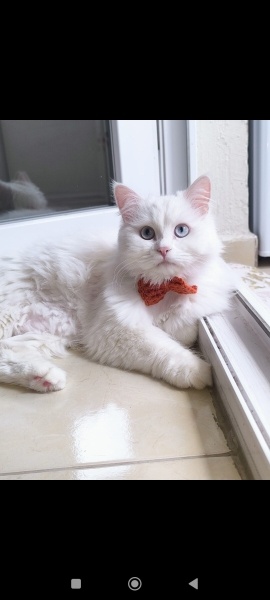 British Shorthair, Kedi  Sütlaç fotoğrafı
