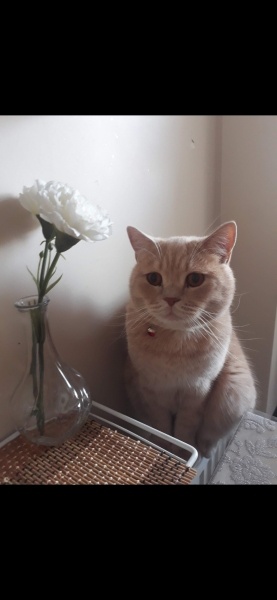 British Shorthair, Kedi  Badem fotoğrafı