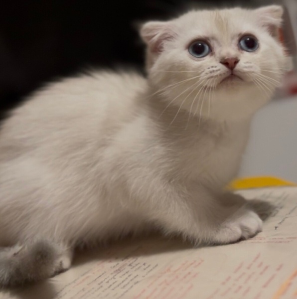 Scottish Fold, Kedi  Milka fotoğrafı