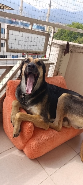 Sokö (Sokak Köpeği), Köpek  Nala fotoğrafı