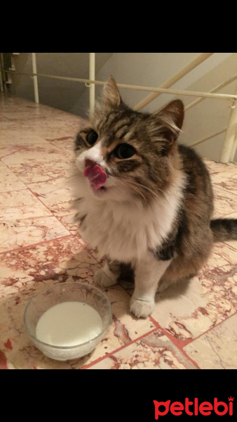 Tekir Kedi, Kedi  Badem fotoğrafı
