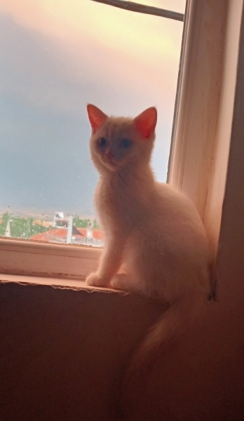 British Longhair, Kedi  Bulut fotoğrafı