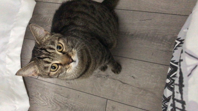 Tekir Kedi, Kedi  Badem fotoğrafı