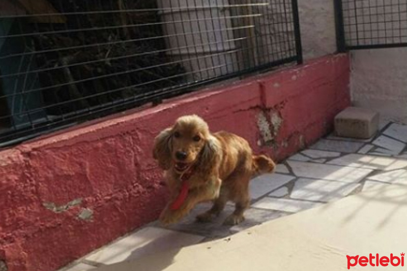 İngiliz Cocker Spaniel, Köpek  Lokum fotoğrafı