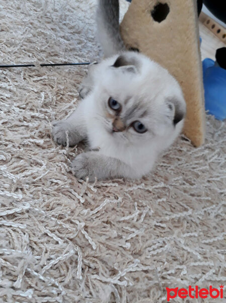 Scottish Fold, Kedi  Dennis fotoğrafı