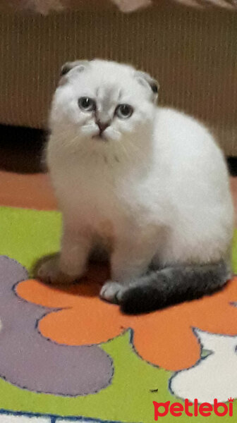 Scottish Fold, Kedi  Dennis fotoğrafı