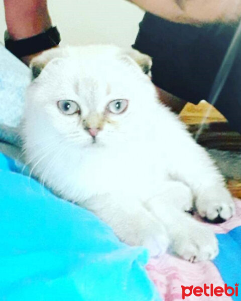 Scottish Fold, Kedi  Dennis fotoğrafı