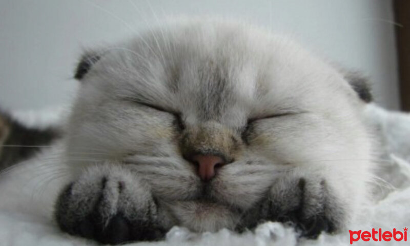 Scottish Fold, Kedi  Dennis fotoğrafı