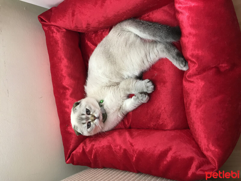 Scottish Fold, Kedi  Dennis fotoğrafı