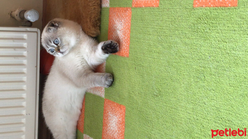 Scottish Fold, Kedi  Dennis fotoğrafı