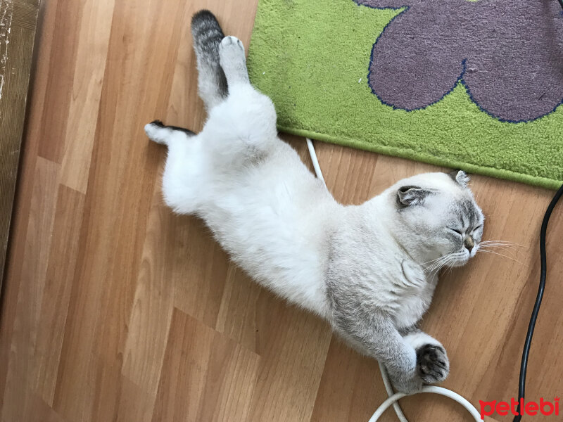 Scottish Fold, Kedi  Dennis fotoğrafı