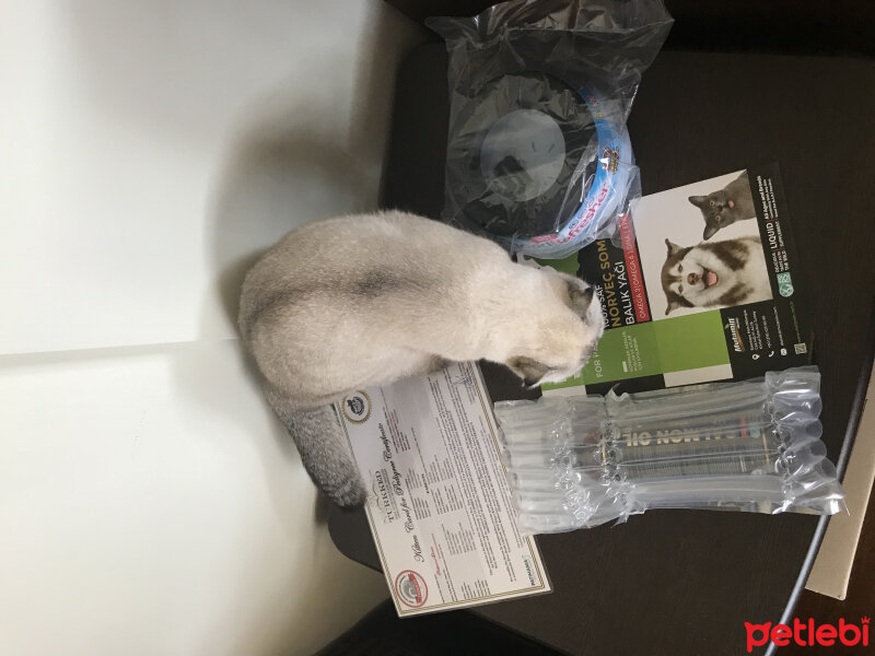 Scottish Fold, Kedi  Dennis fotoğrafı