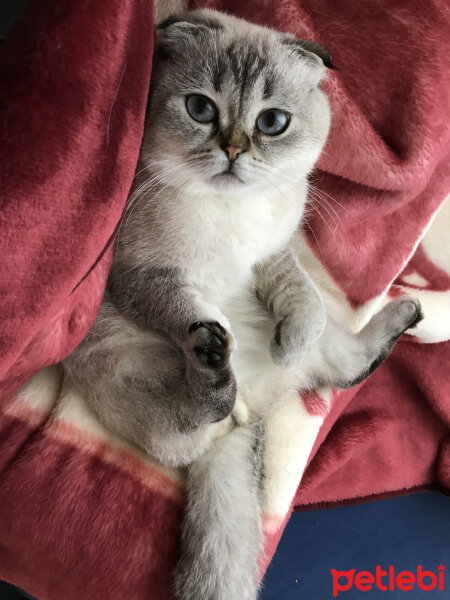 Scottish Fold, Kedi  Dennis fotoğrafı