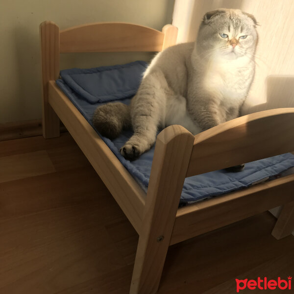 Scottish Fold, Kedi  Dennis fotoğrafı