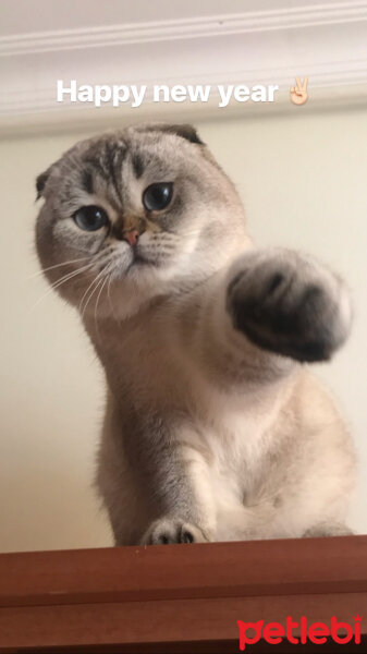 Scottish Fold, Kedi  Dennis fotoğrafı