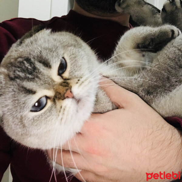 Scottish Fold, Kedi  Dennis fotoğrafı