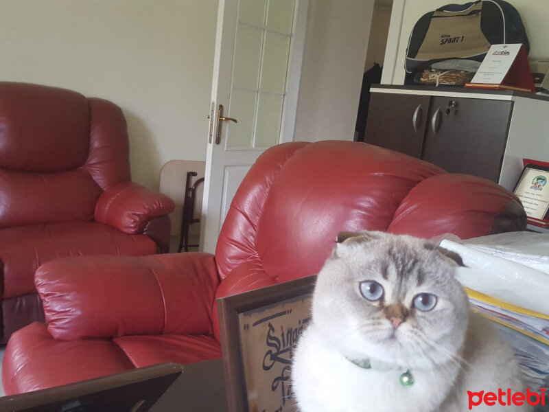 Scottish Fold, Kedi  Dennis fotoğrafı