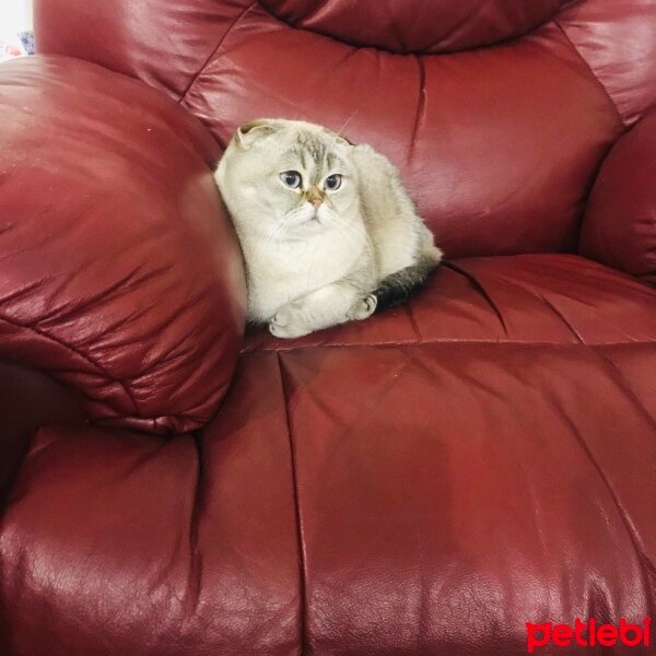 Scottish Fold, Kedi  Dennis fotoğrafı