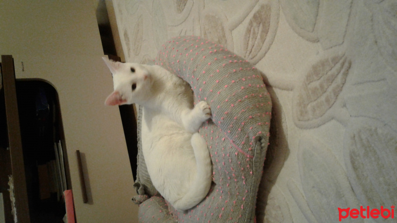 Van Kedisi, Kedi  Bulut  fotoğrafı