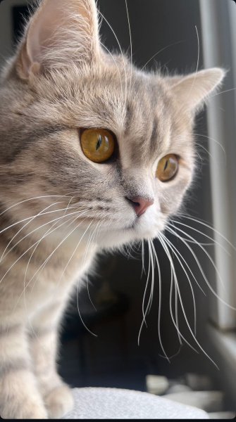 British Longhair, Kedi  Duman fotoğrafı