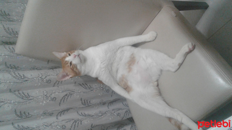 Tekir Kedi, Kedi  Kınalı fotoğrafı