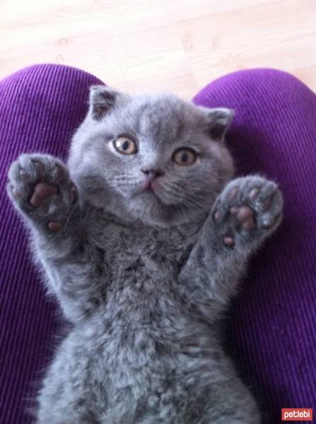 Scottish Fold, Kedi  dumdum fotoğrafı