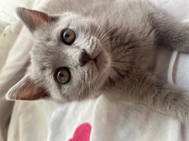 British Shorthair, Kedi  Hera fotoğrafı