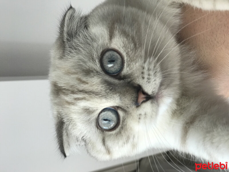 Scottish Fold, Kedi  Rakı fotoğrafı