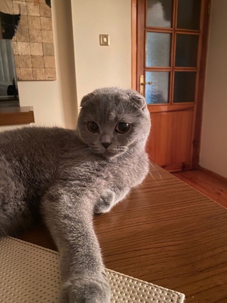 Scottish Fold, Kedi  Mia fotoğrafı