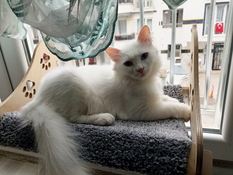 Van Kedisi, Kedi  Pamuk fotoğrafı