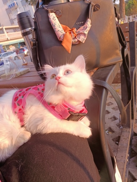 Van Kedisi, Kedi  Pırıl fotoğrafı