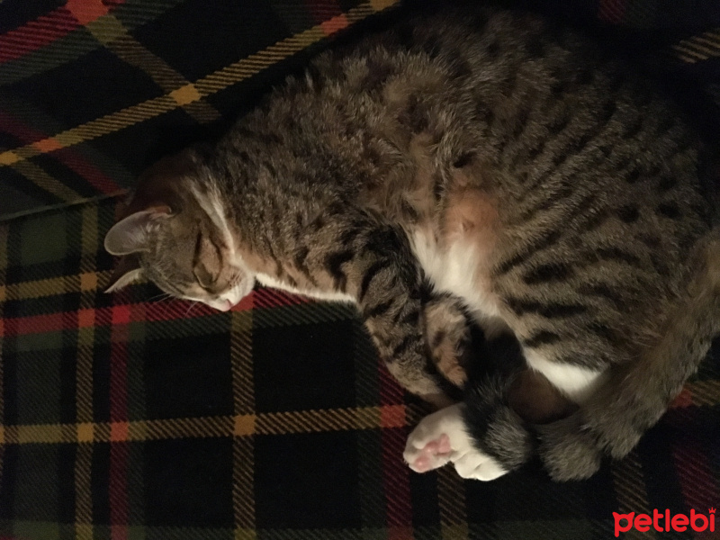 Tekir Kedi, Kedi  Badem  fotoğrafı