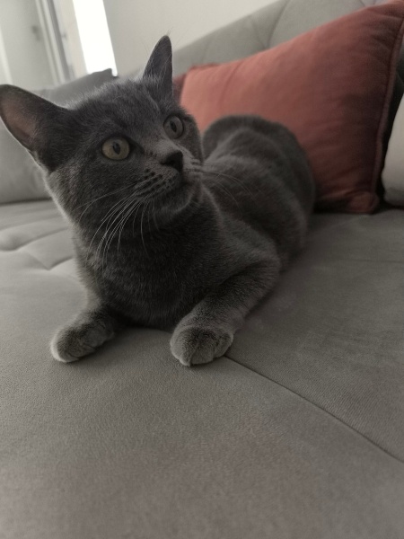British Shorthair, Kedi  Duman fotoğrafı