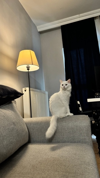 Scottish Fold, Kedi  Lucy fotoğrafı
