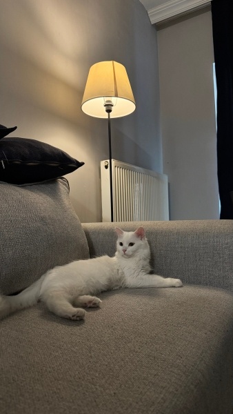 Scottish Fold, Kedi  Lucy fotoğrafı