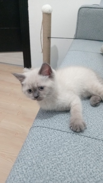 British Shorthair, Kedi  GOFRET fotoğrafı