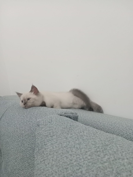 British Shorthair, Kedi  GOFRET fotoğrafı