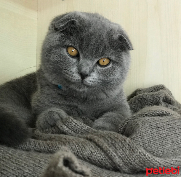Scottish Fold, Kedi  LEO fotoğrafı