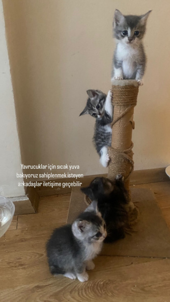 Tekir Kedi, Kedi  Edi büdü fotoğrafı