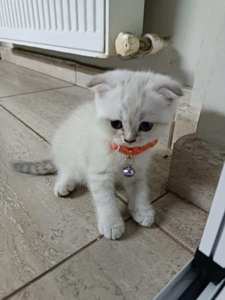 Scottish Fold, Kedi  Şeker fotoğrafı