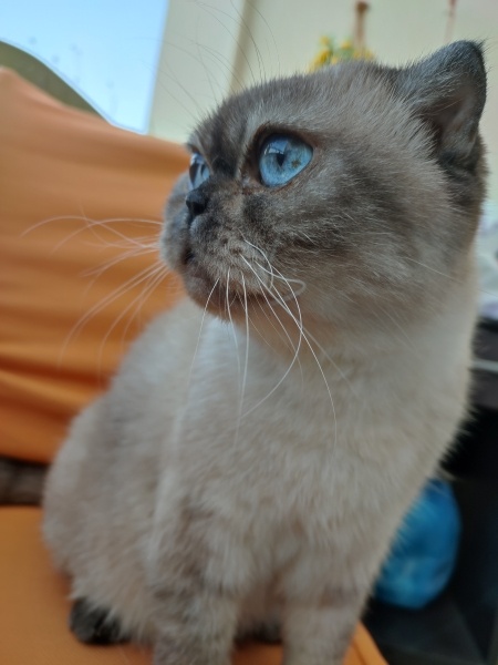 British Shorthair, Kedi  Latte fotoğrafı