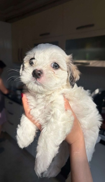 Poodle(Standart Kaniş), Köpek  Sevimlimi sevimli yavrumuz fotoğrafı