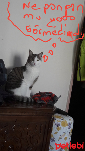 Tekir Kedi, Kedi  Kıvi fotoğrafı
