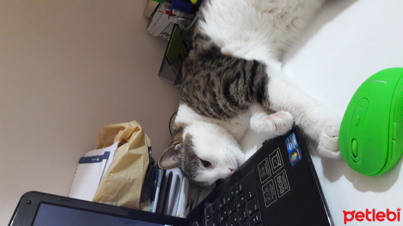 Tekir Kedi, Kedi  Kıvi fotoğrafı