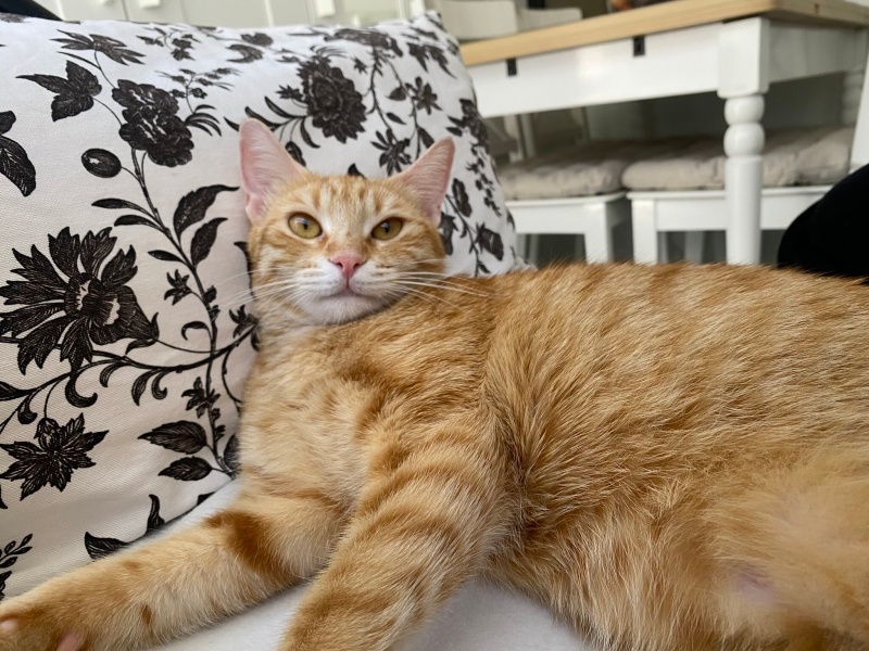 Sarman, Kedi  Ballı fotoğrafı