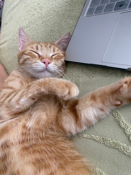 Sarman, Kedi  Ballı fotoğrafı