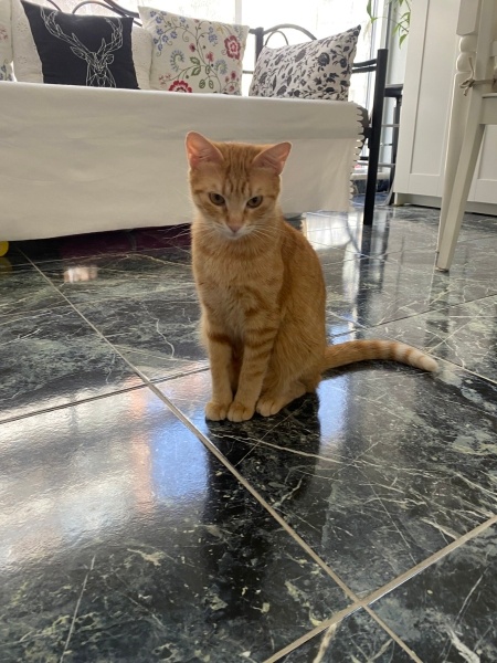 Sarman, Kedi  Ballı fotoğrafı